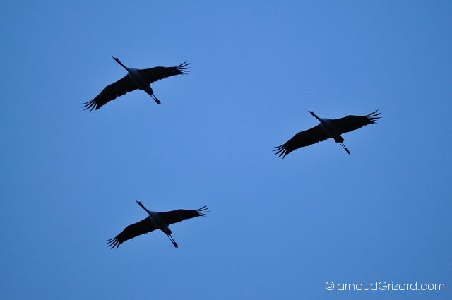 reportage-grues-2