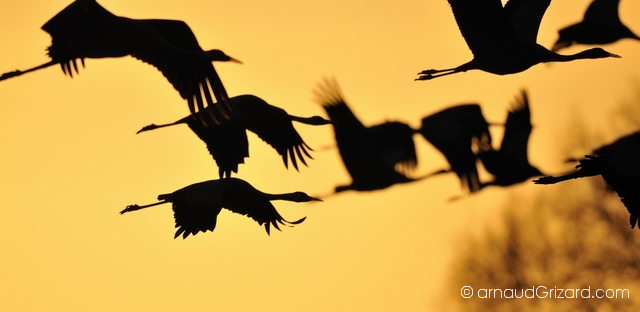 reportage-grues-20