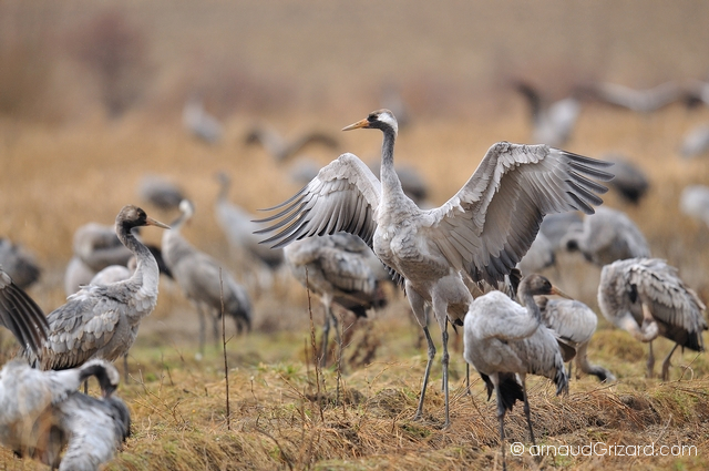 reportage-grues-21