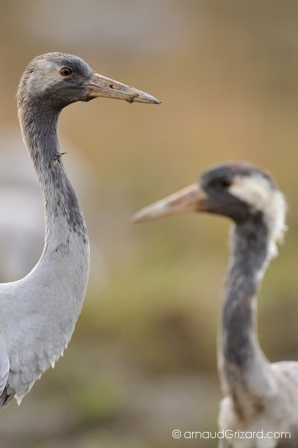 reportage-grues-22