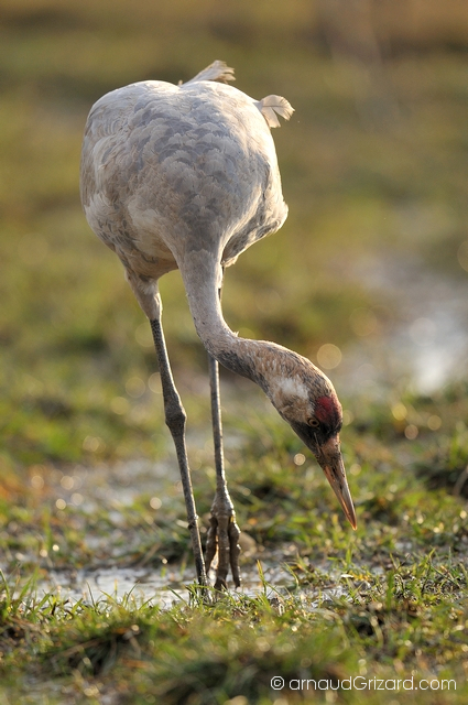 reportage-grues-23