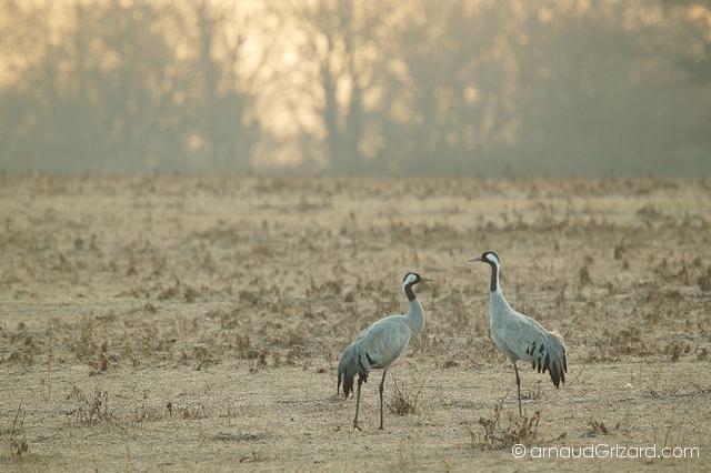 reportage-grues-3