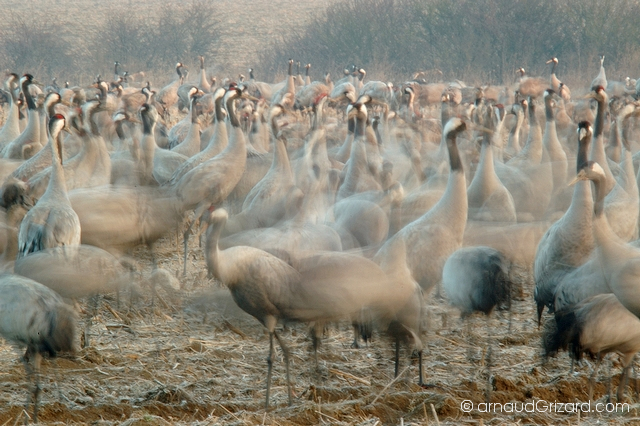 reportage-grues-4