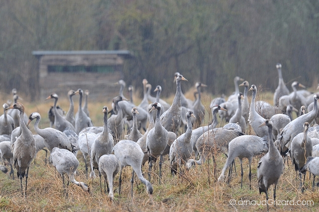 reportage-grues-5