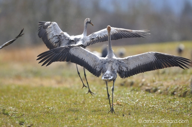 reportage-grues-6