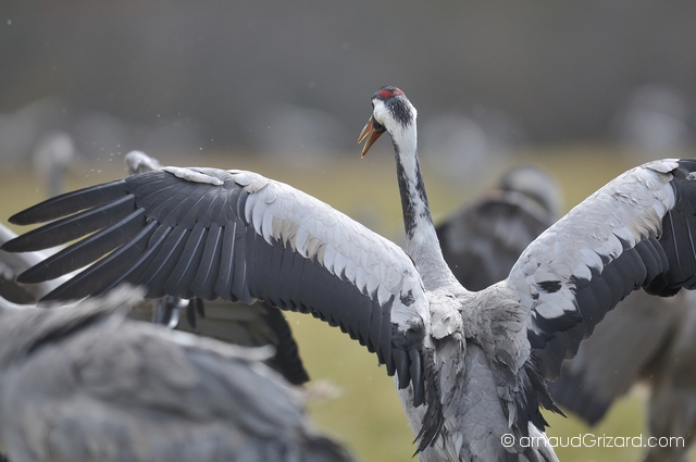 reportage-grues-7