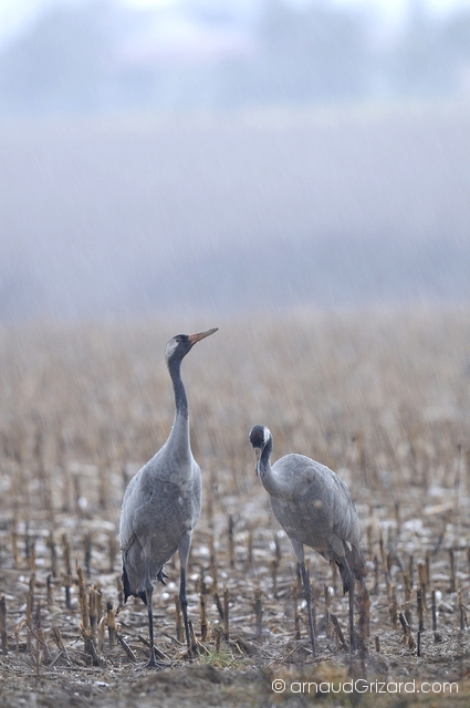 reportage-grues-8