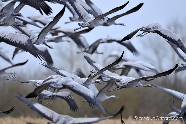 reportage-grues-9